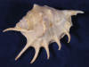 Lambis lambis spider conch with long legs and natural growth scar.
