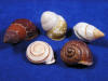 Land Snails  Assortment includes  5 assorted land snail shells.
