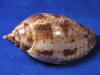 Volute Lapponica are medium sea shells.