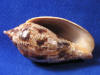 Volute lapponica seashell has long slender aperture.