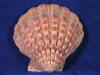Lion's Paw Sea Shell.