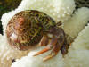 Hermit crab wearing a tapestry turbo sea shell.