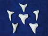 Mako shark teeth for sale.