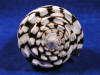 Beautiful spire of a marble cone seashell.