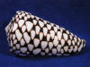 Marble cone aka conus marmoreus seashell.