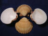 Pecten vogdesi mexican deep scallop sea shells.