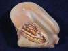 Widest Pacific Conch Sea Shells