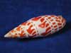 Mitra Mitra aka Episcopal Miter shells are white and orange.