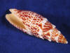 Mitra Papalis are white and orange seashells.