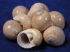 Natica Lineata hermit crab shells.