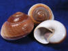 Muffin land snail shells
