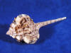 Snipe's Bill Murex seashell has long skinny canal.
