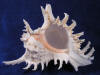 Large murex ramosus hermit crab shells.
