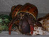 Hermit crab wearing tapestry turbo sea shell.