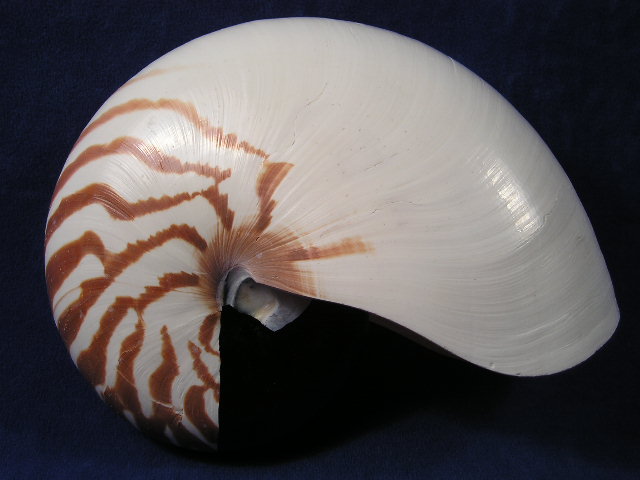 Natural chambered nautilus shell with tiger stripes.