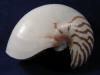 Nautilus pompilius display shell.