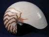 Natural nautilus sea shell.