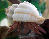 Hermit crab wearing cancellaria sea shell.