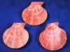 Red whole nobel pecten scallop shells.