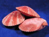 Whole nobel pecten seashells that are red.