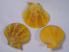 Hints of brown on three yellow nobel pecten scallop sea shells.