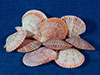 Plain noble pecten shells with brown, white and pinkish colors.