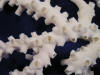 Close up look at tubastraea micrantha octopus coral.