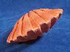 Orange Lion Paw Pair Sea Shells
