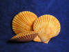 Whole orange noble pectin seashells