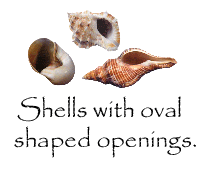 Hermit Crab Shells with Oval Openings
