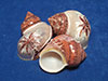 Palm Tree carved Tapestry Turbo hermit crab shells.