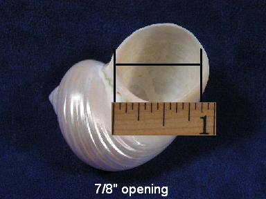 Round Opening seashells are measured side to side as shown.