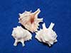 Drupa grossularia peach rock shells.