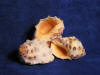 Thais Mutabilis Sea Shells