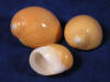 Peach moon shells are a lovely orange peach color.