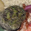 Hermit crab wearing green jade turbo seashell.