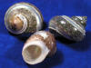 Pearl banded tapestry hermit crab shells for sale.