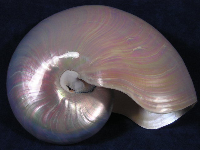 Chambered pearl nautilus display sea shells for home decor and gifts.