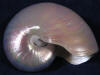 Pearl nautilus display shell.