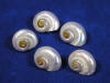 Pearly white snail seashells.
