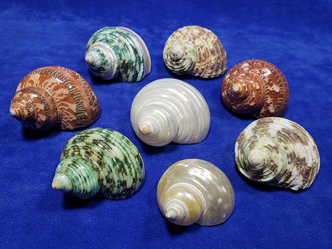Eight beautiful turbo sea shells on blue background.