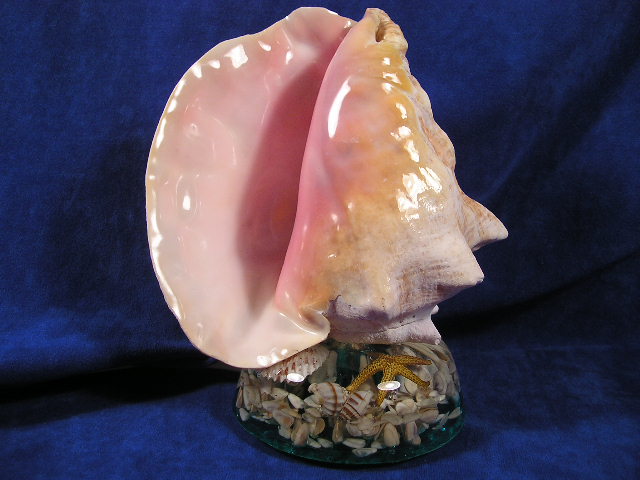 Pink conch sea shell lamp.