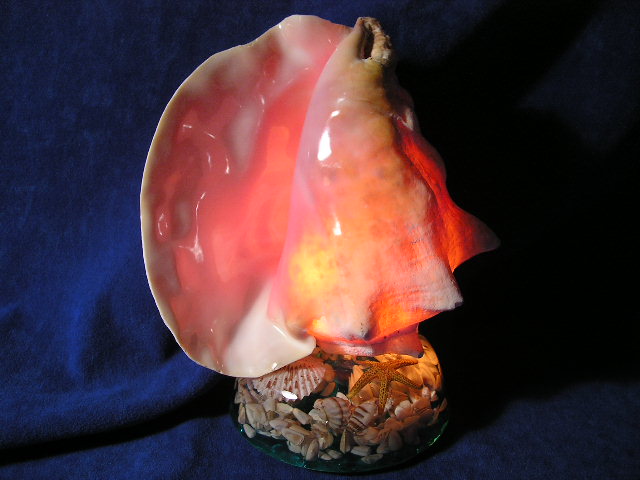 Pink conch seashell lamp at night.