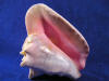 Pink queen conch shell horn.