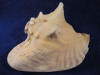 Flaring lip of a pink queen conch horn shell.