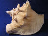 Large pink queen conch shell with flaring lip and beautiful spire.