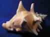 Pink queen conch shell with large spikes on the body whorl.