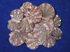 Pixadus Scallops are small flat scallop seashells.