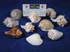 Seashell place card holders for weddings, parties and events.