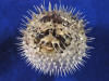 Porcupine Fish is a dried and preserved fish.